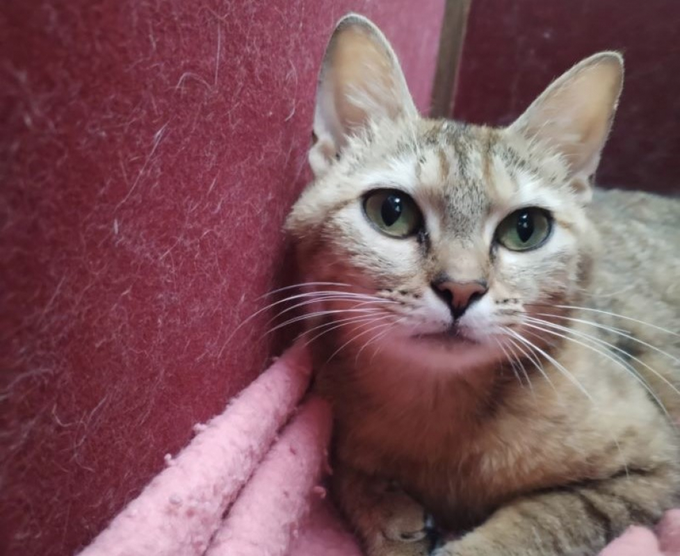 Photo #2 de Moumoute