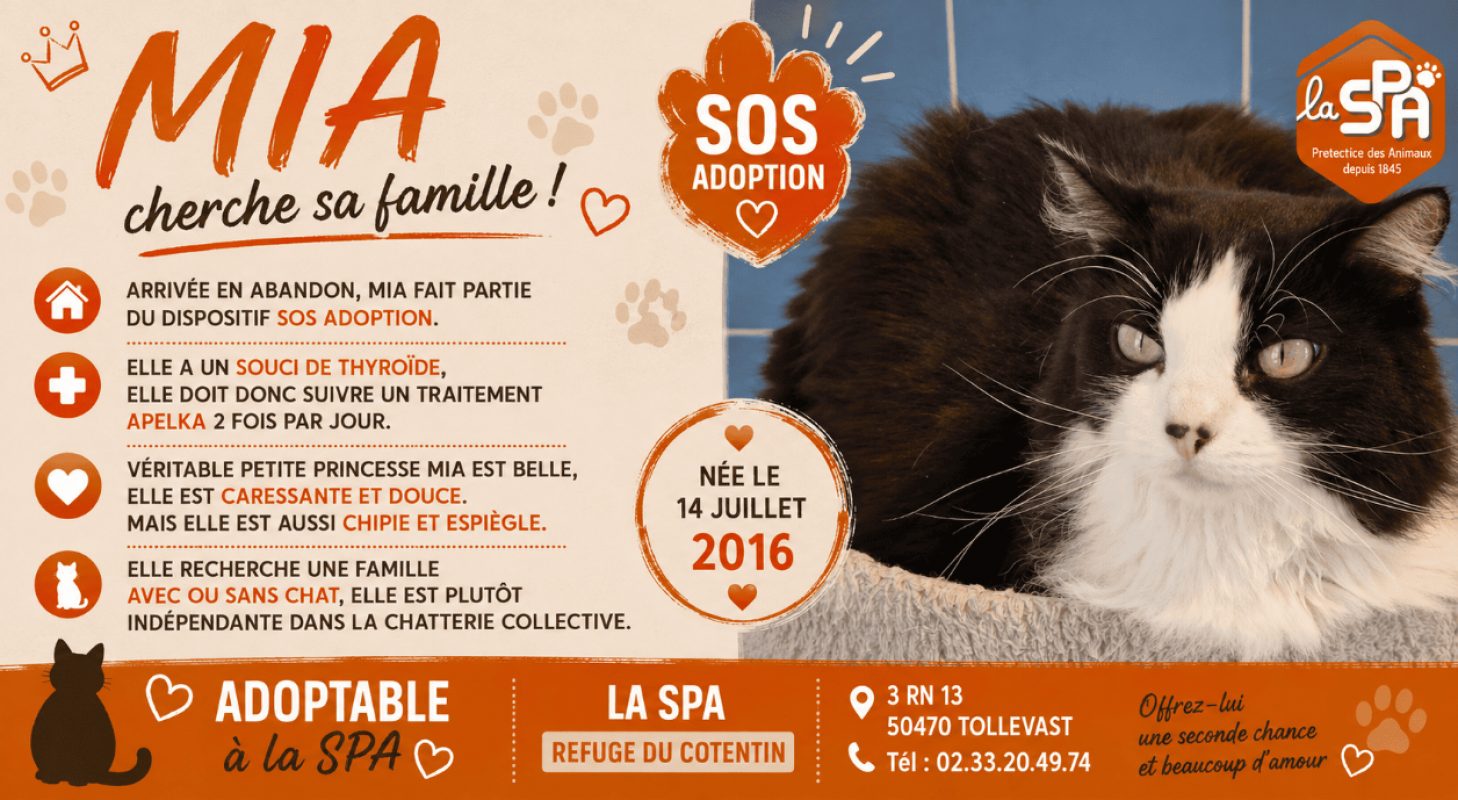 Mia - Chat Européen à adopter