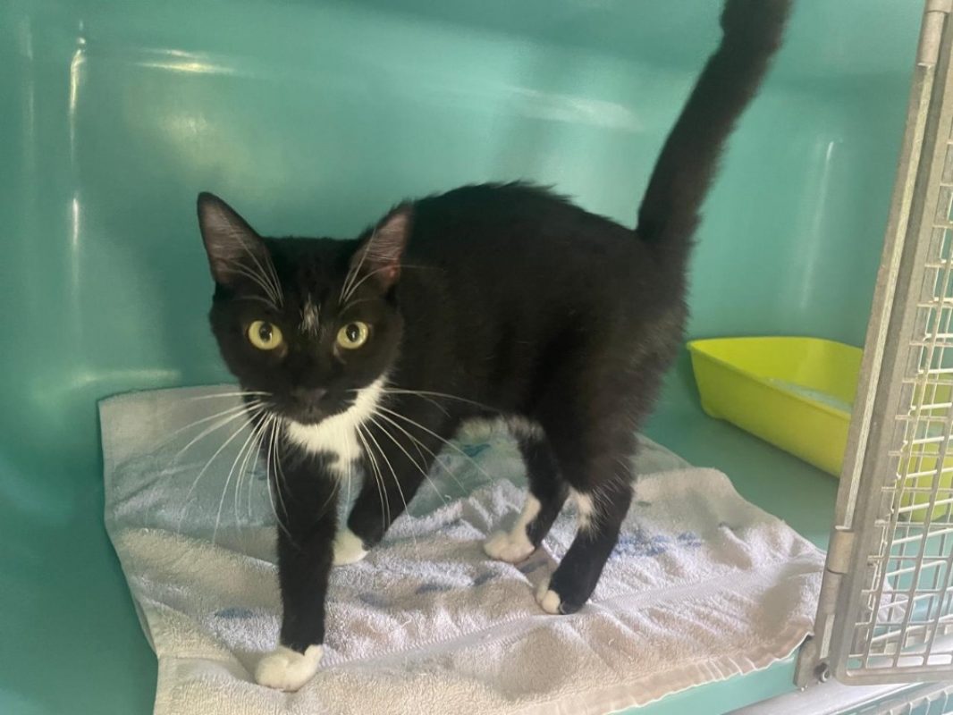 Valentine - Chat Européen à adopter