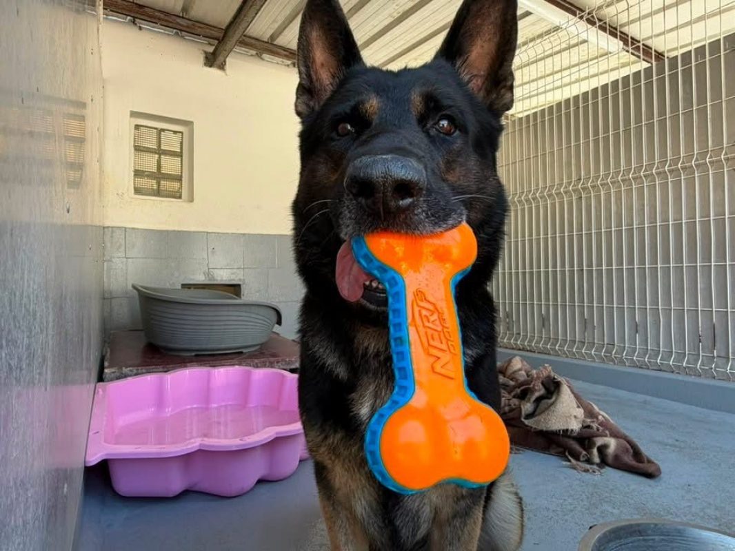 Oslo du royaume de cupidon - Chien Berger Allemand à adopter