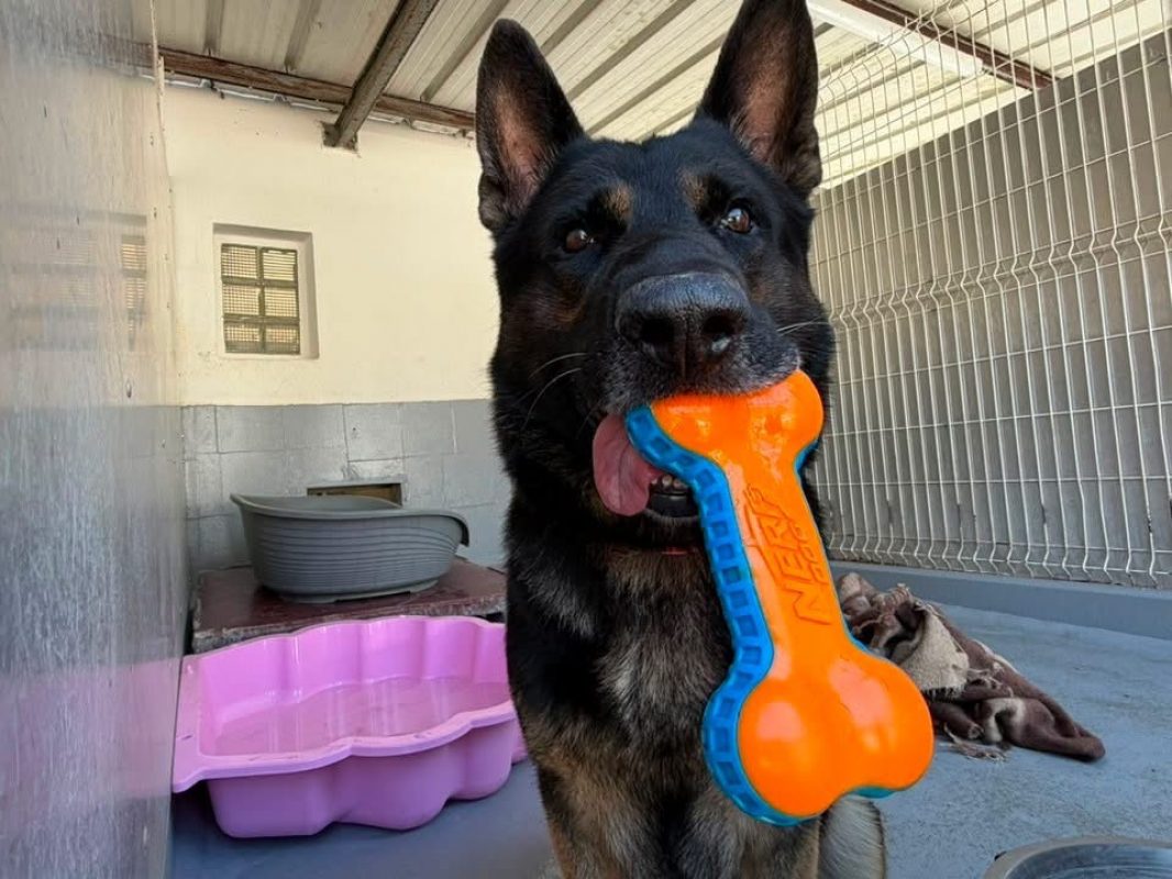Oslo du royaume de cupidon - Chien Berger Allemand à adopter - photo 2