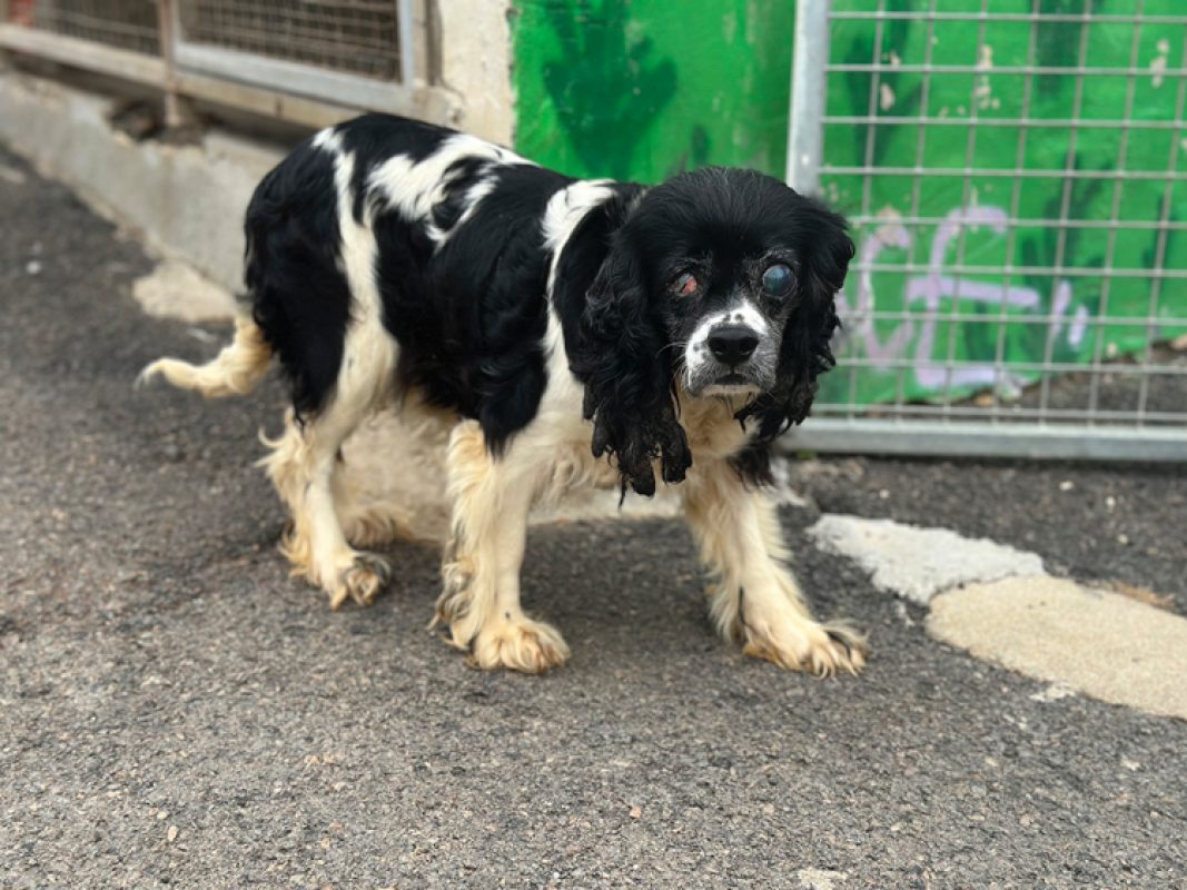 Jihnny - Chien à adopter