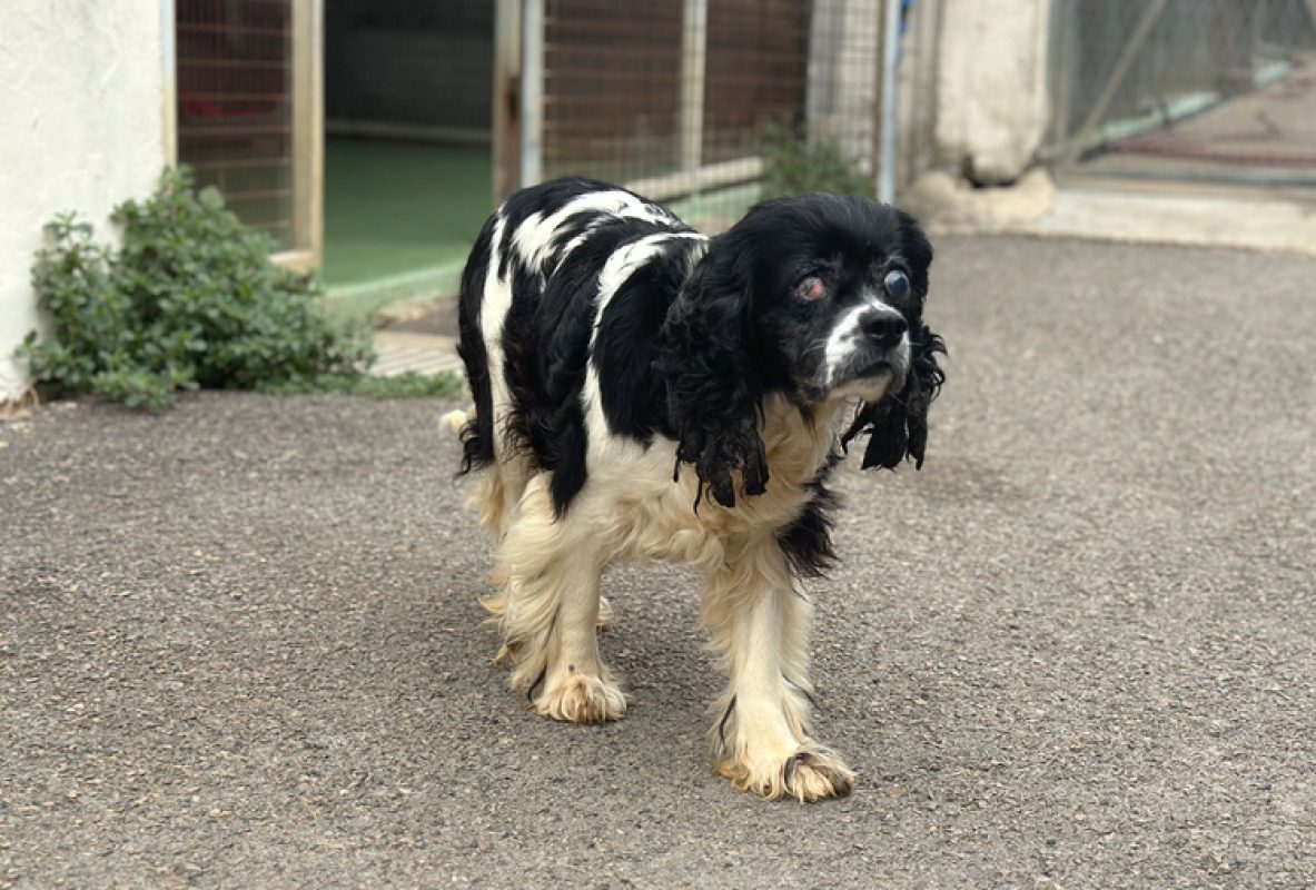 Jihnny - Chien à adopter - photo 2