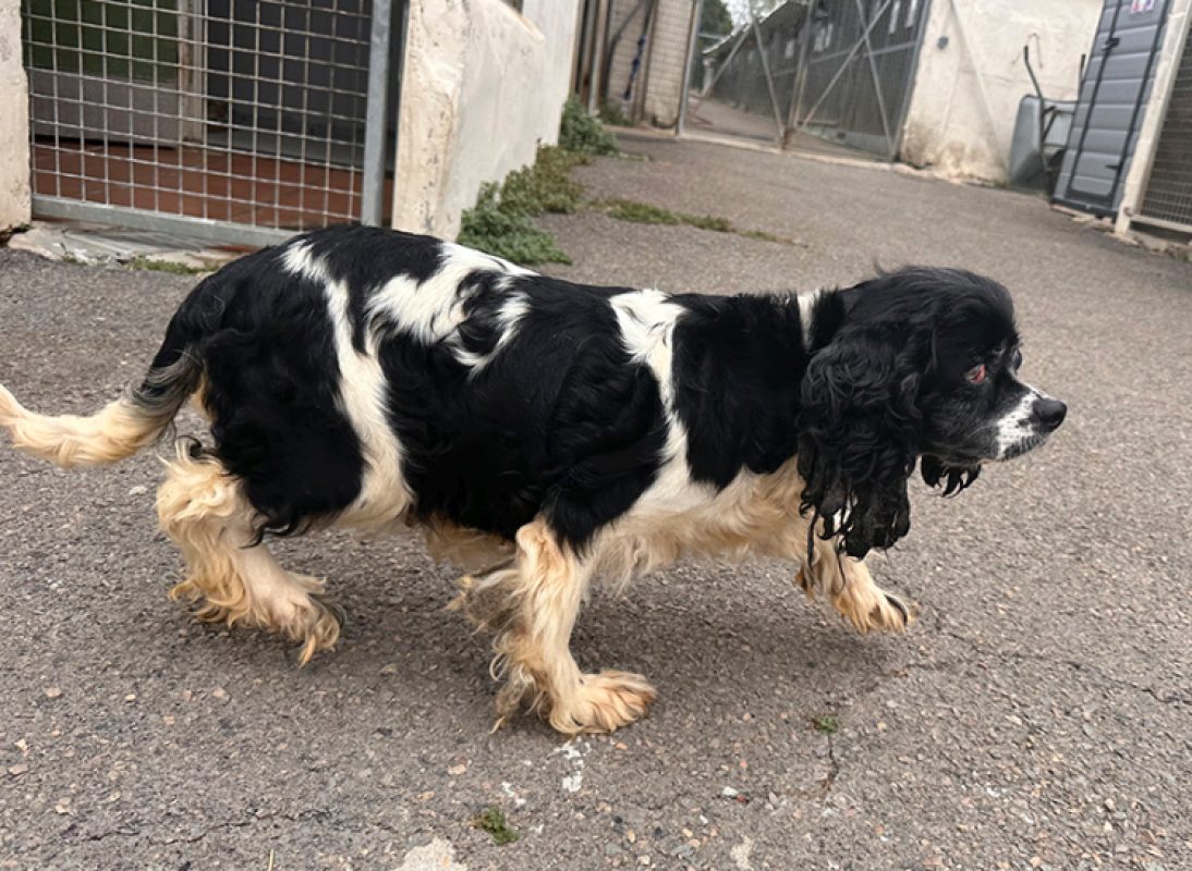 Jihnny - Chien à adopter - photo 3