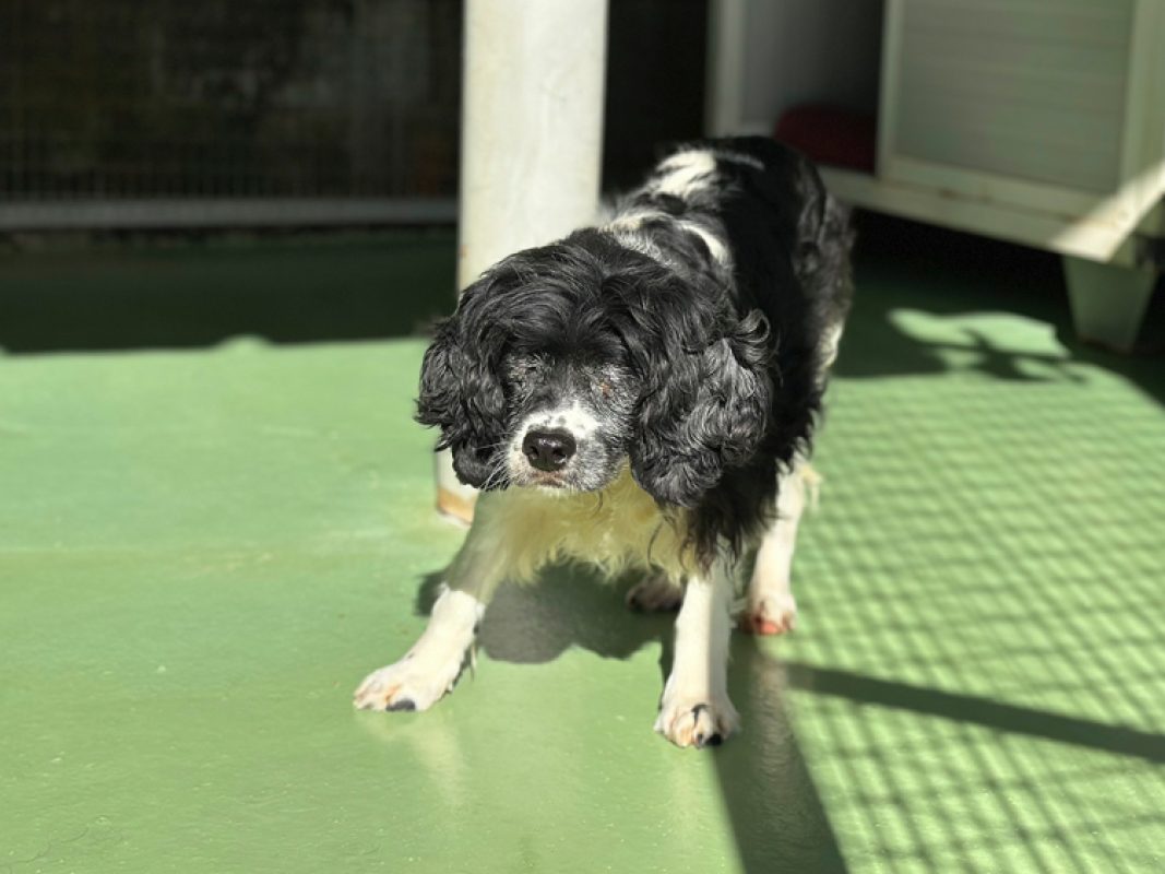 Jihnny - Chien à adopter