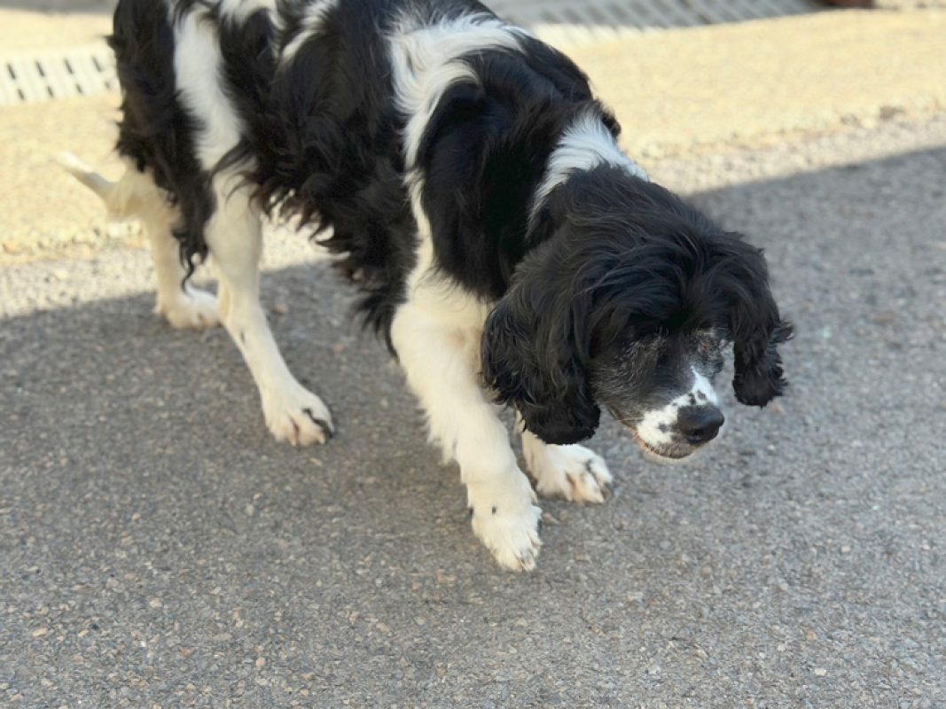 Jihnny - Chien à adopter - photo 2