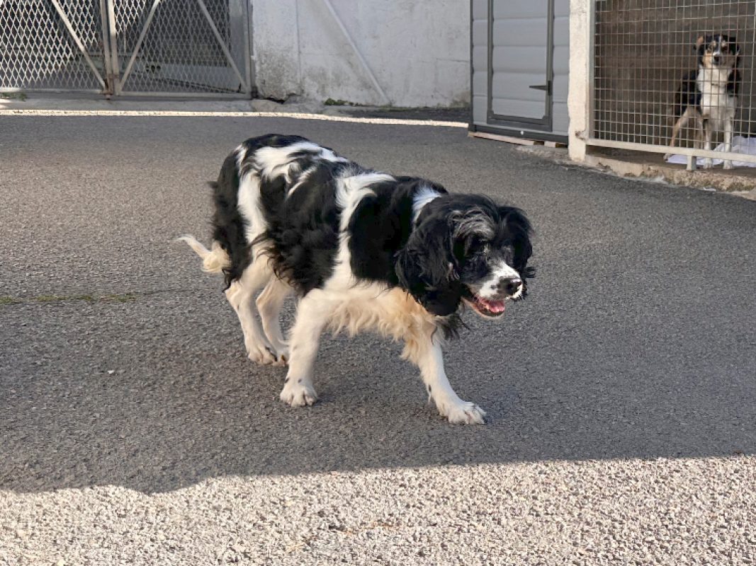 Jihnny - Chien à adopter - photo 3