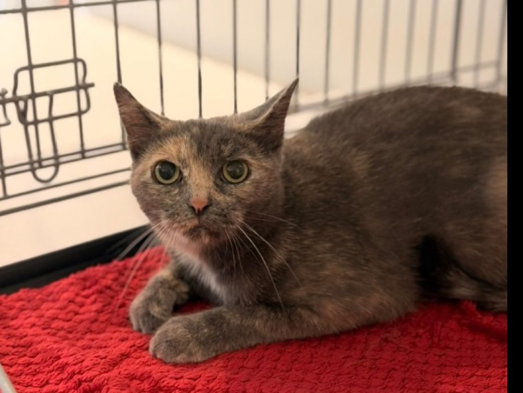 Amaia - Chat Européen à adopter