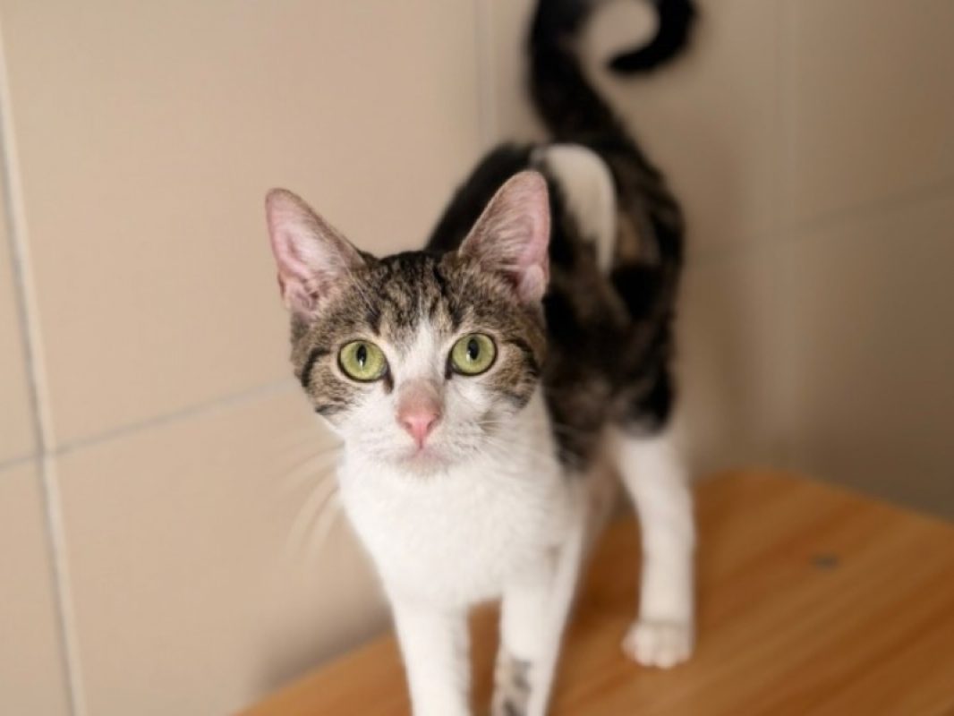 Opaline - Chat Européen à adopter