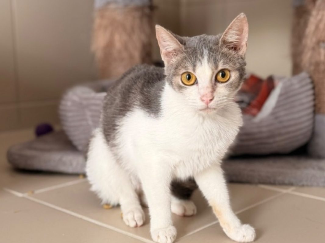 Lina - Chat Européen à adopter