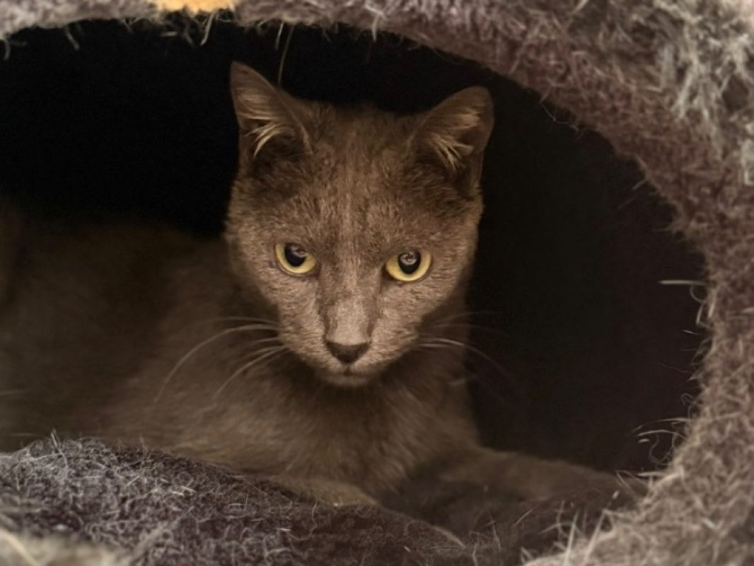 Lia - Chat Européen à adopter