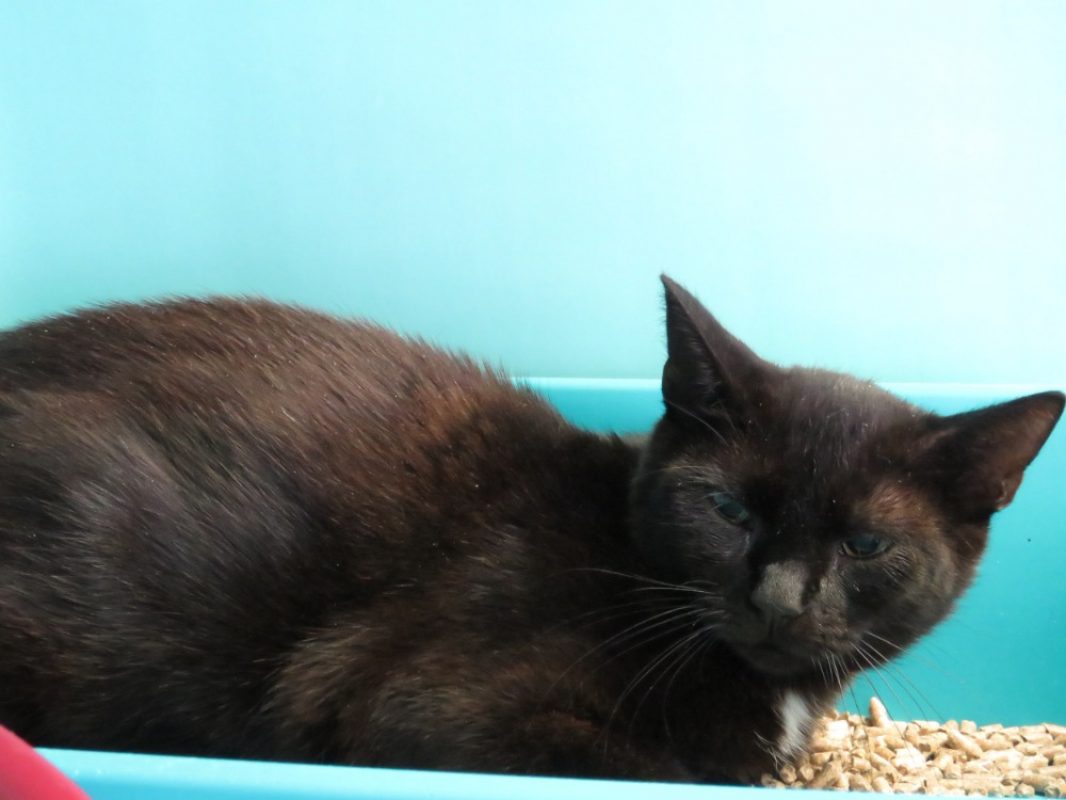 Tammy - Chat Européen à adopter