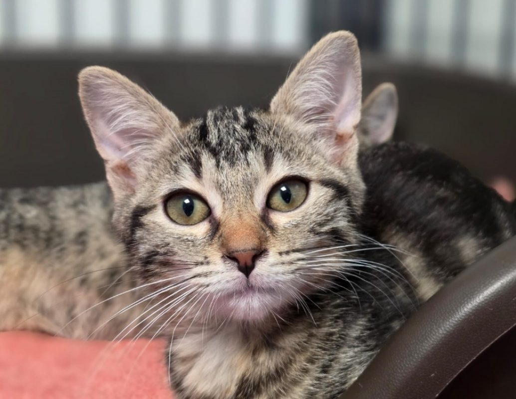 Louloutte - Chat Européen à adopter