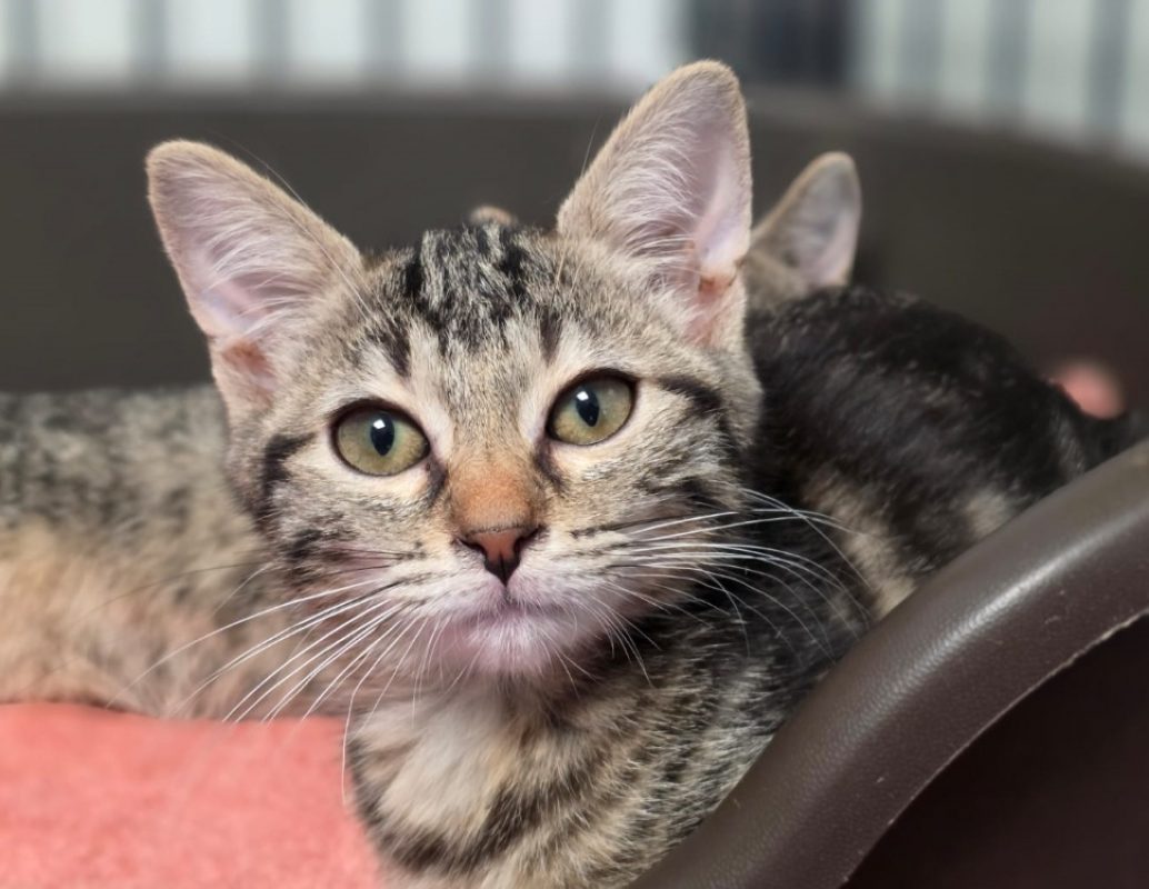 Louloutte - Chat Européen à adopter - photo 2