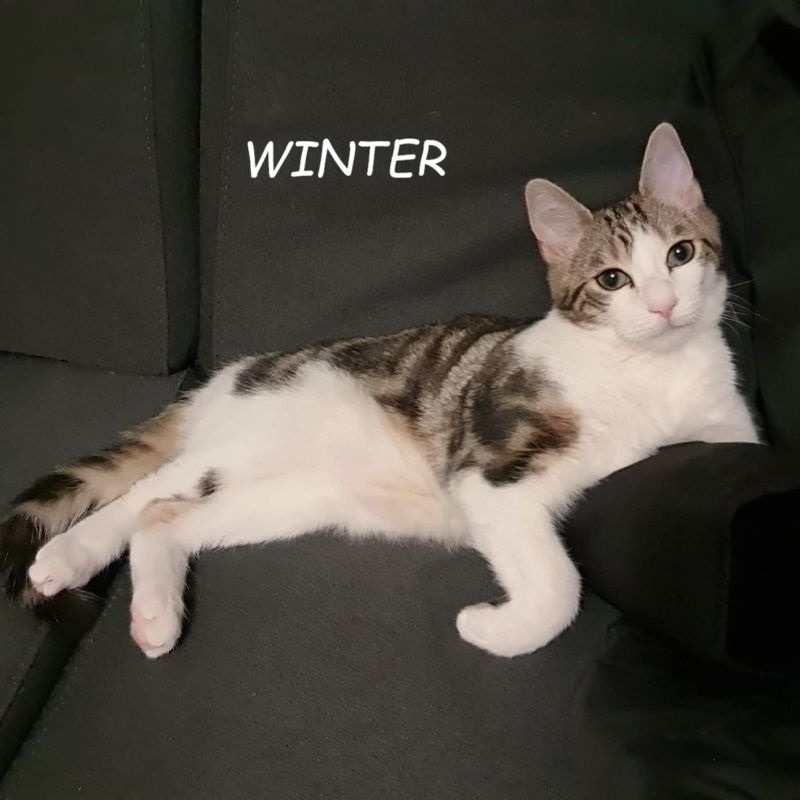 Photo de Winter