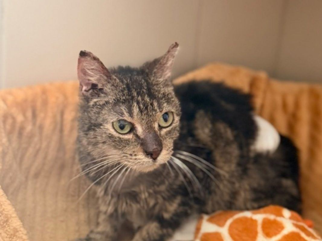 May - Chat Européen à adopter