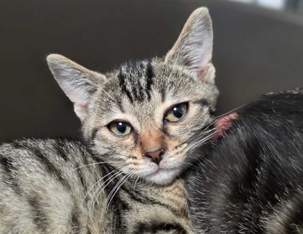 Nala - Chat Européen à adopter