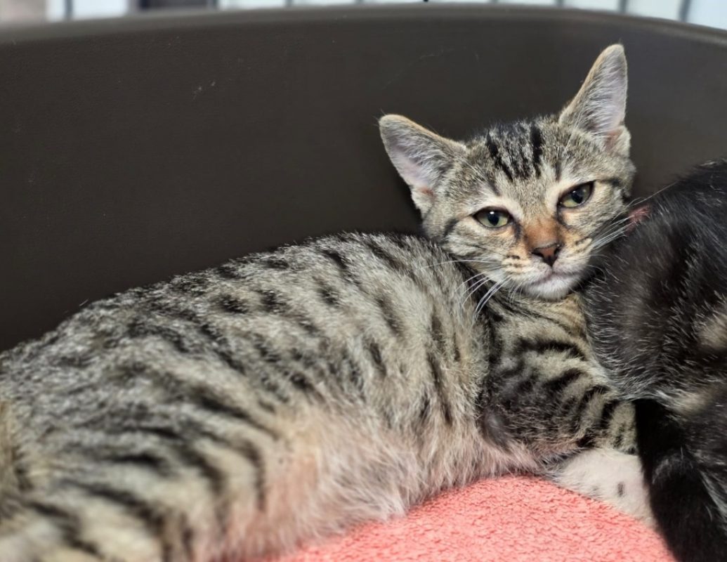 Nala - Chat Européen à adopter - photo 2