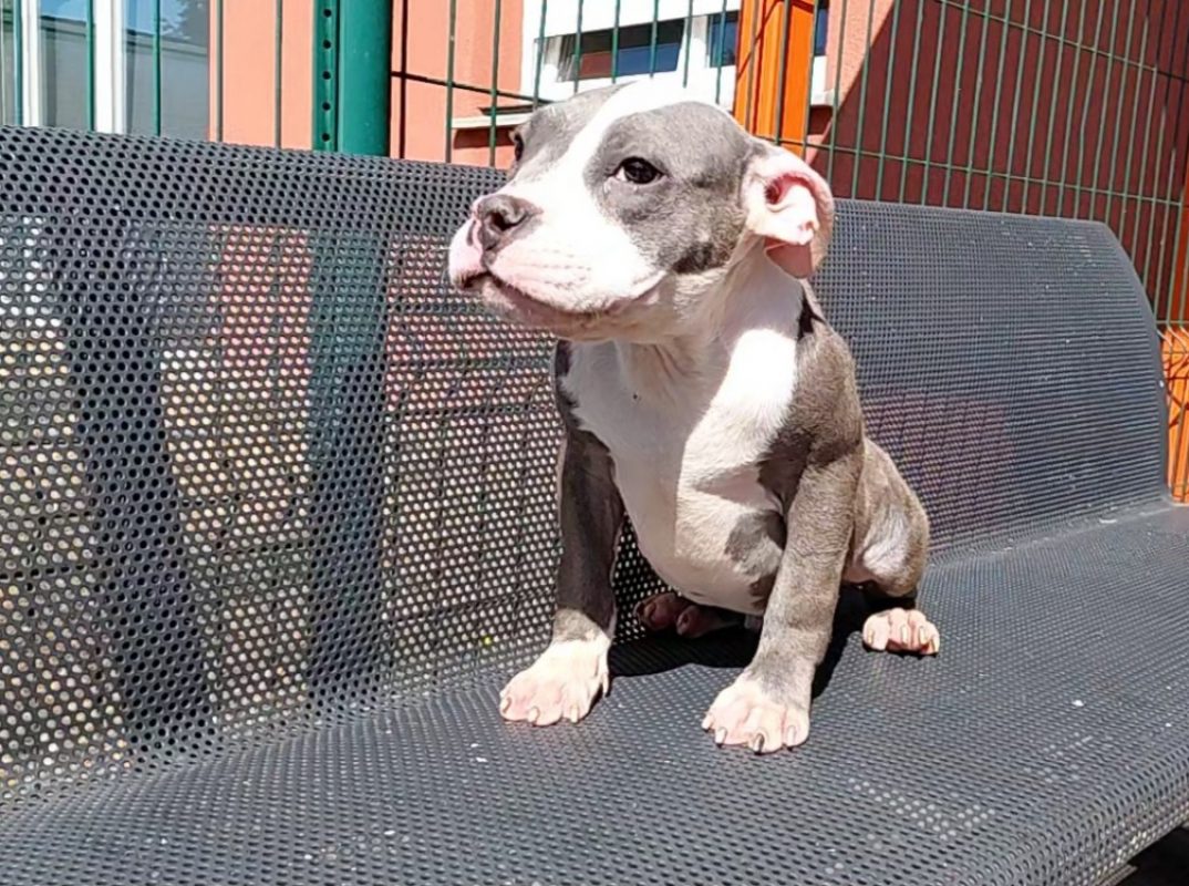 Milo - Chien à adopter