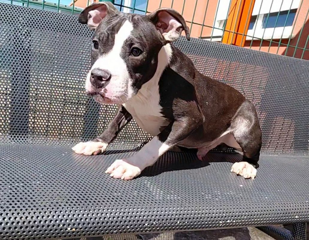 Loki - Chien à adopter