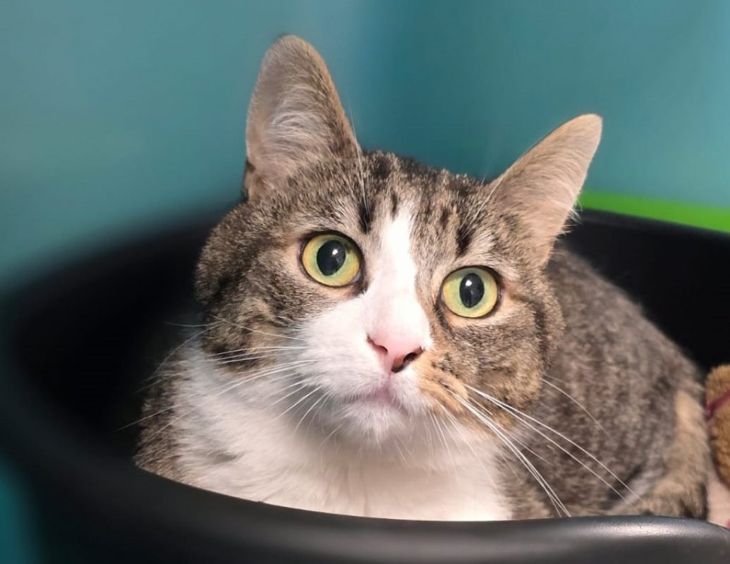 Melwin - Chat Européen à adopter