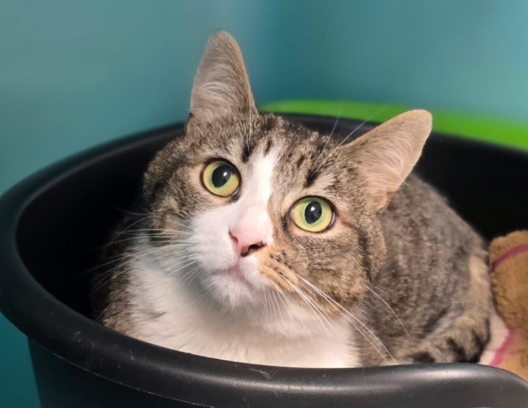 Melwin - Chat Européen à adopter - photo 2