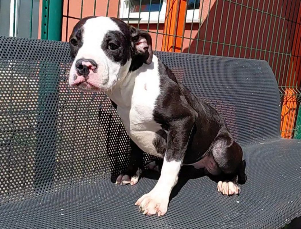 Stella - Chien à adopter