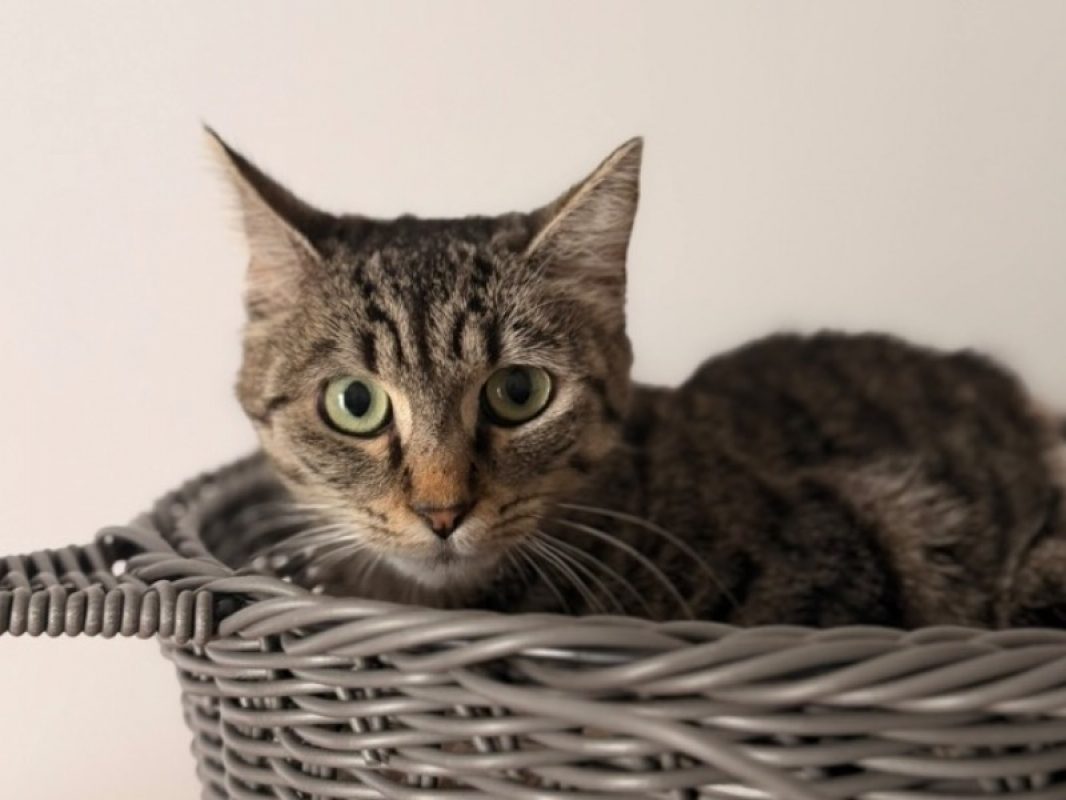 Nori - Chat Européen à adopter