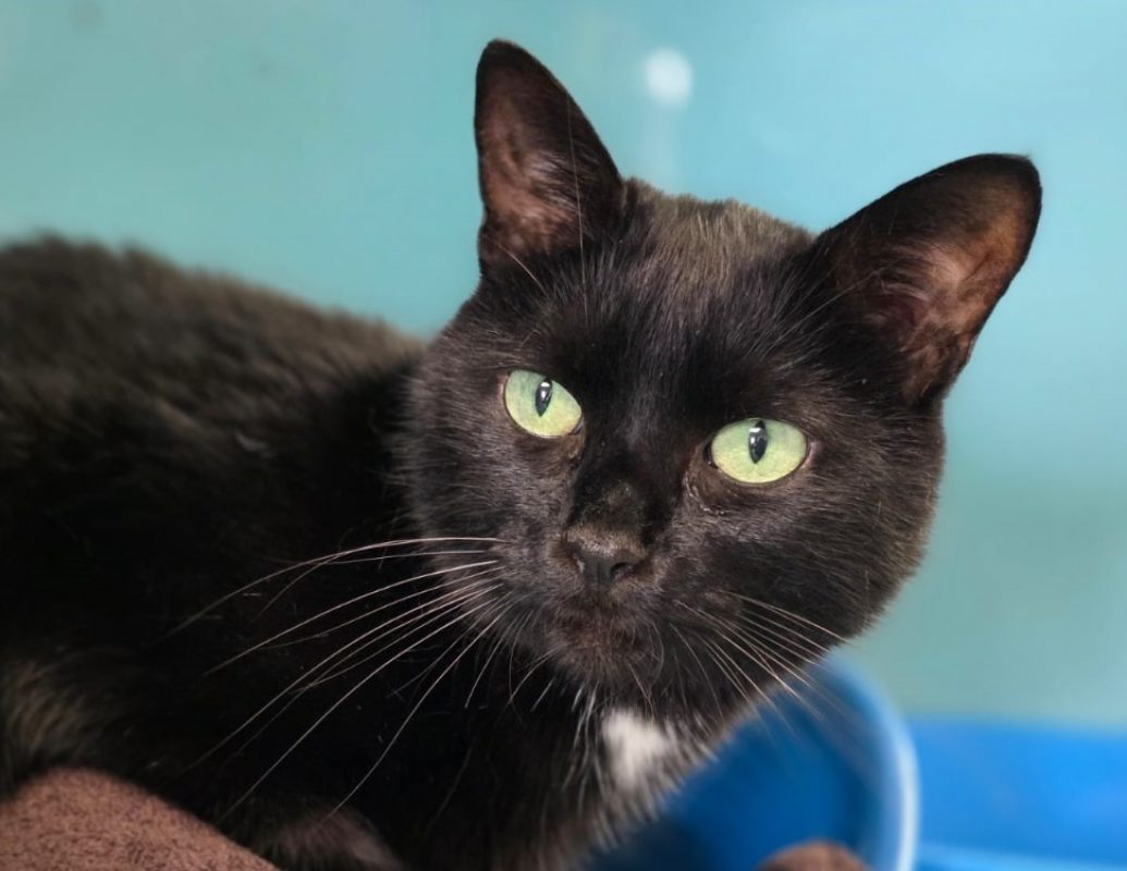 Totoro - Chat Européen à adopter