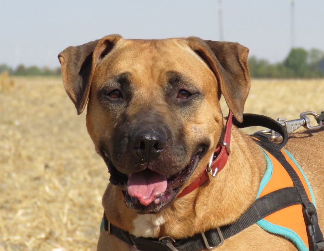 Tamagoshie - Chien Bouledogue Américain à adopter