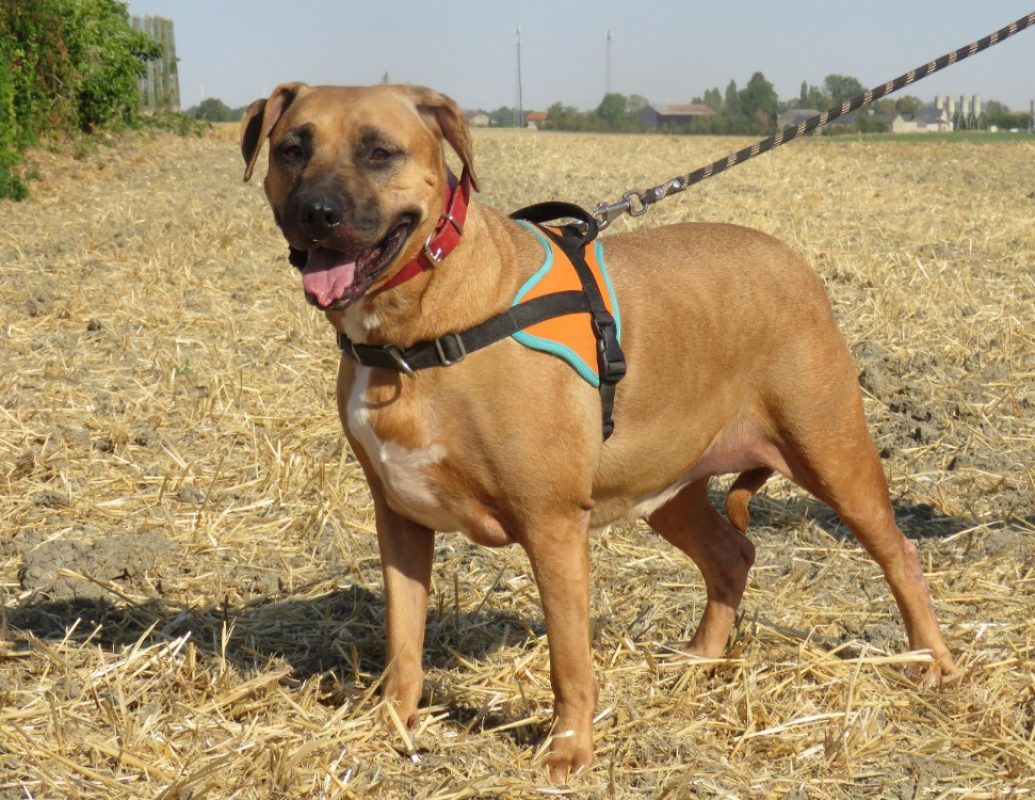 Tamagoshie - Chien Bouledogue Américain à adopter - photo 2
