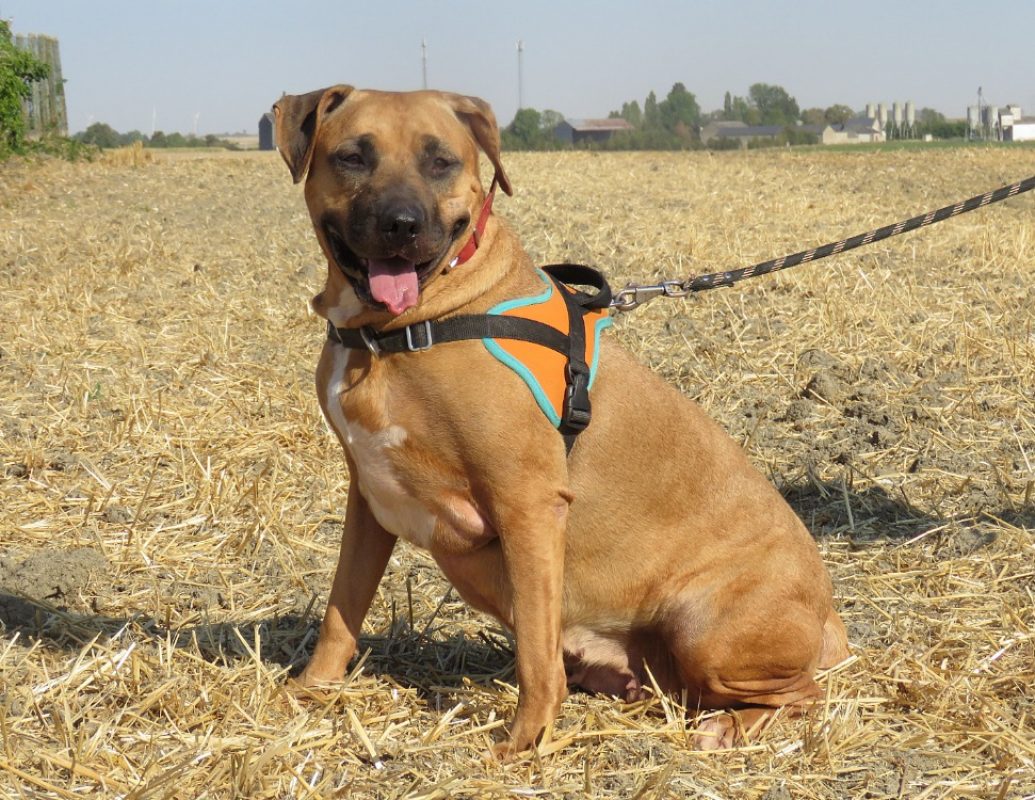 Tamagoshie - Chien Bouledogue Américain à adopter - photo 3