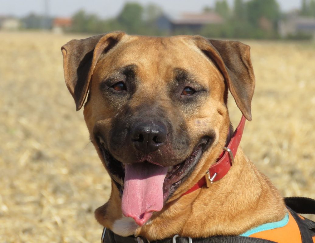 Tamagoshie - Chien Bouledogue Américain à adopter - photo 4
