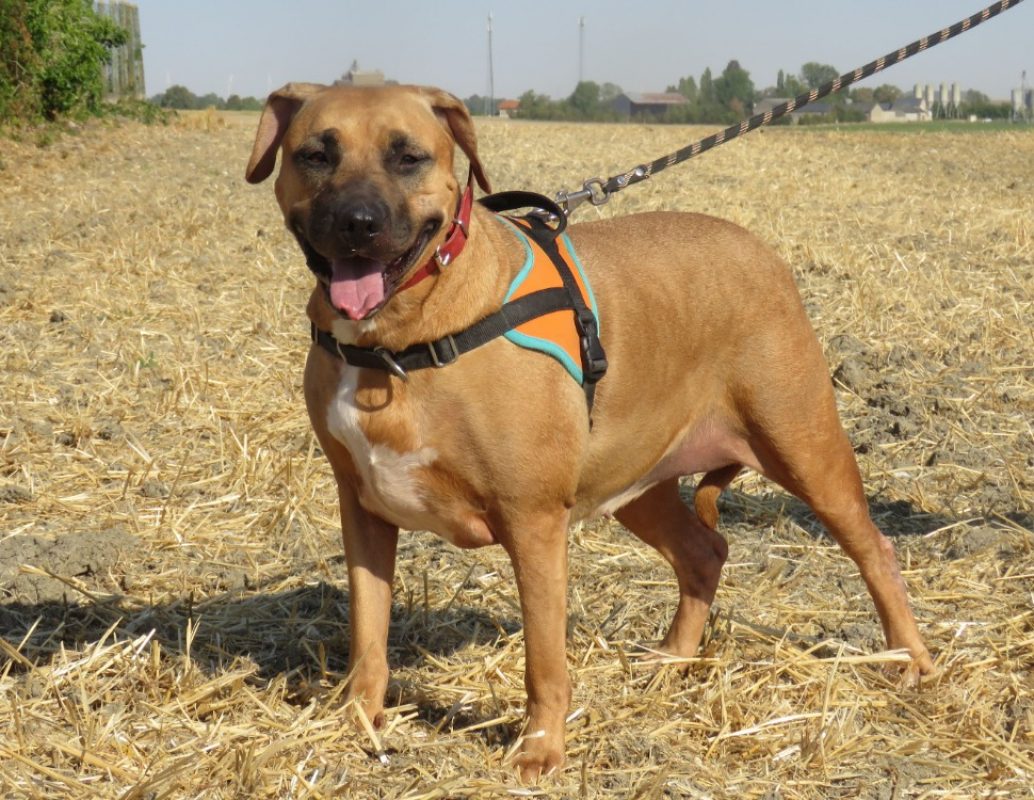 Tamagoshie - Chien Bouledogue Américain à adopter - photo 6