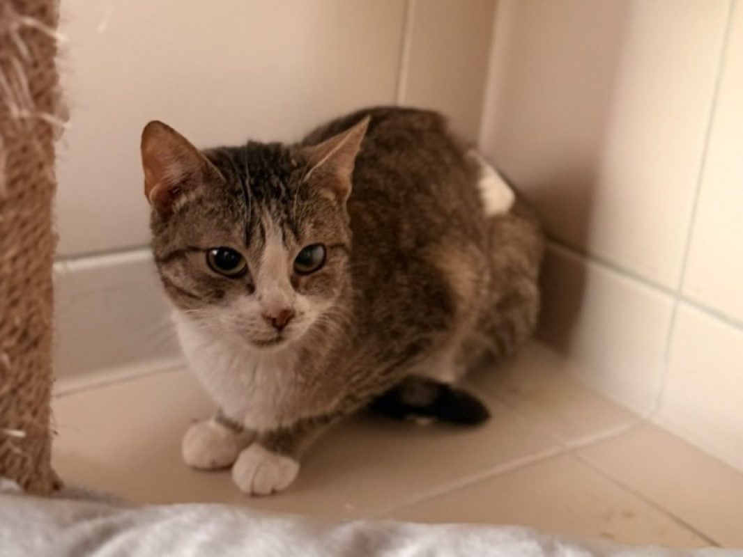 Lyri - Chat Européen à adopter