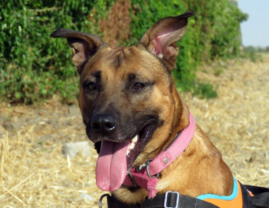 Mirio - Chien à adopter