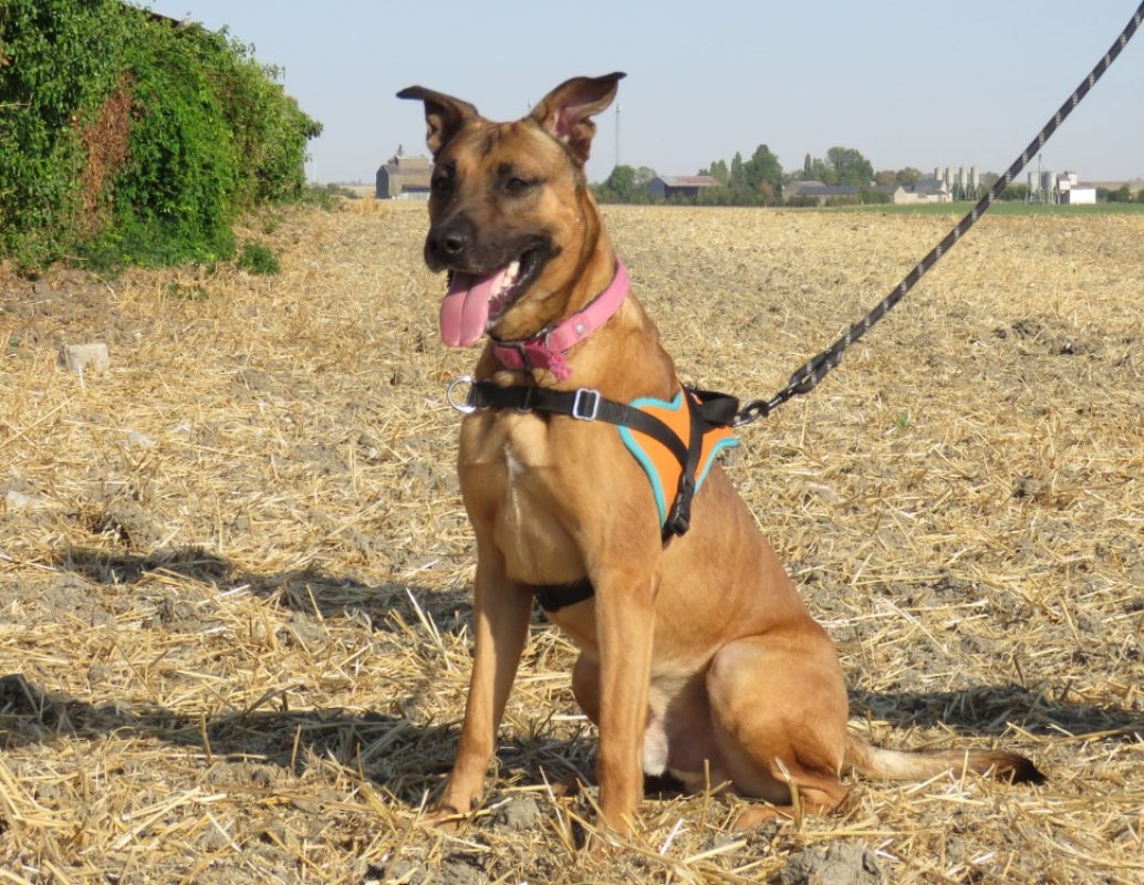 Mirio - Chien à adopter - photo 2