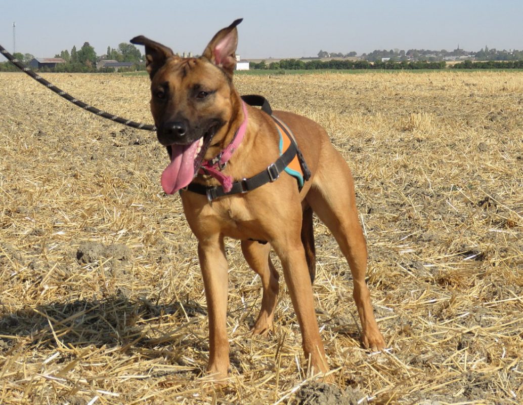 Mirio - Chien à adopter - photo 3