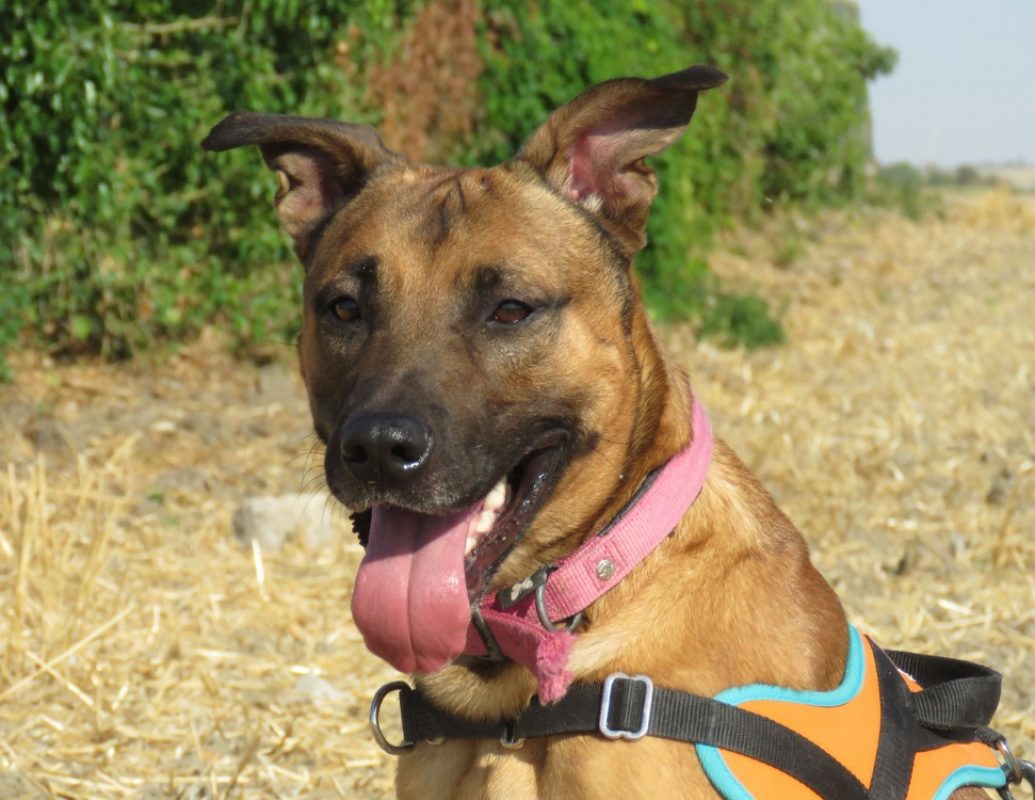 Mirio - Chien à adopter - photo 4