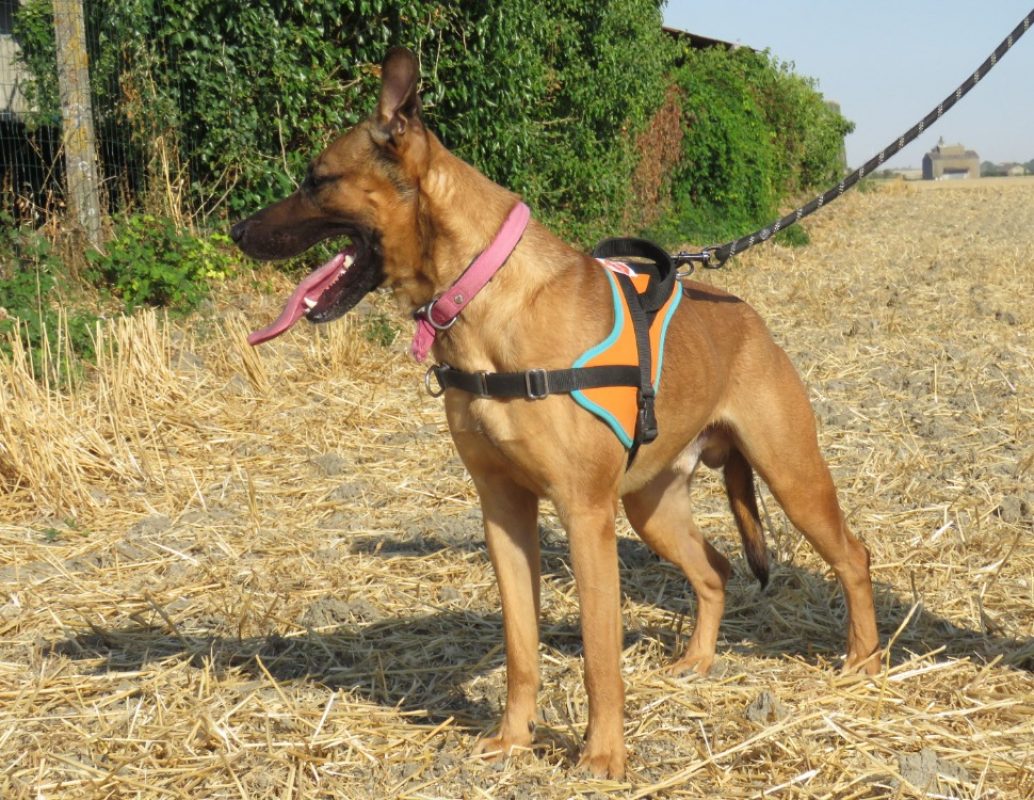 Mirio - Chien à adopter - photo 5