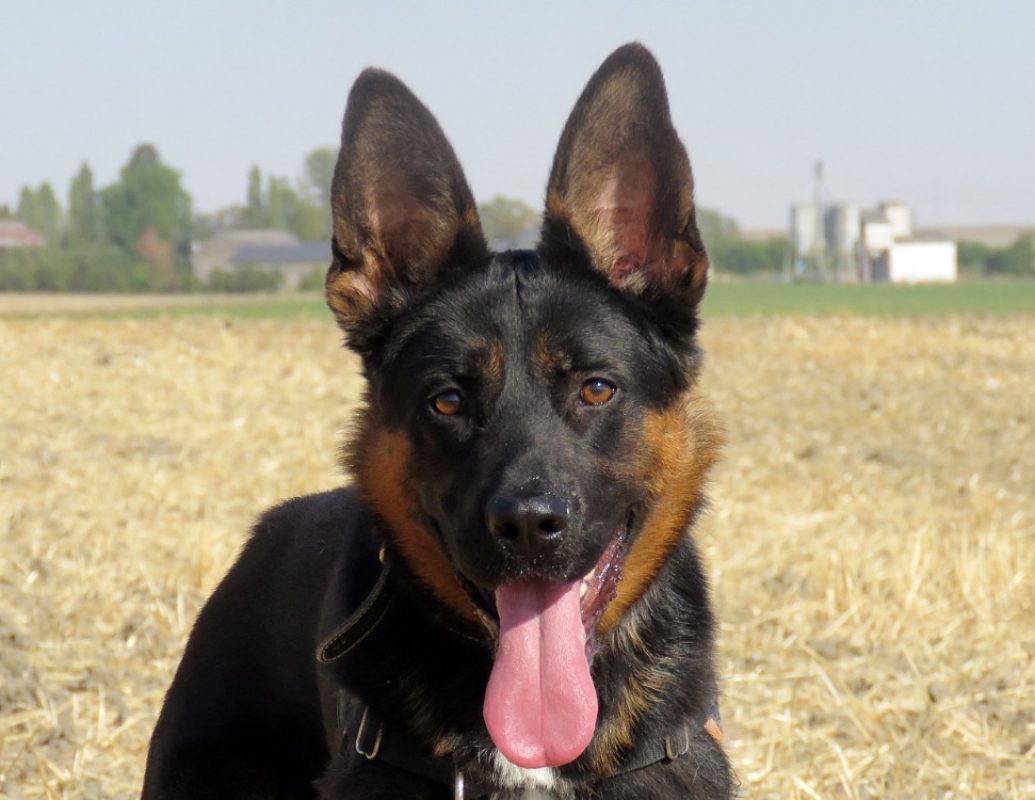 Billy - Chien Berger Allemand à adopter