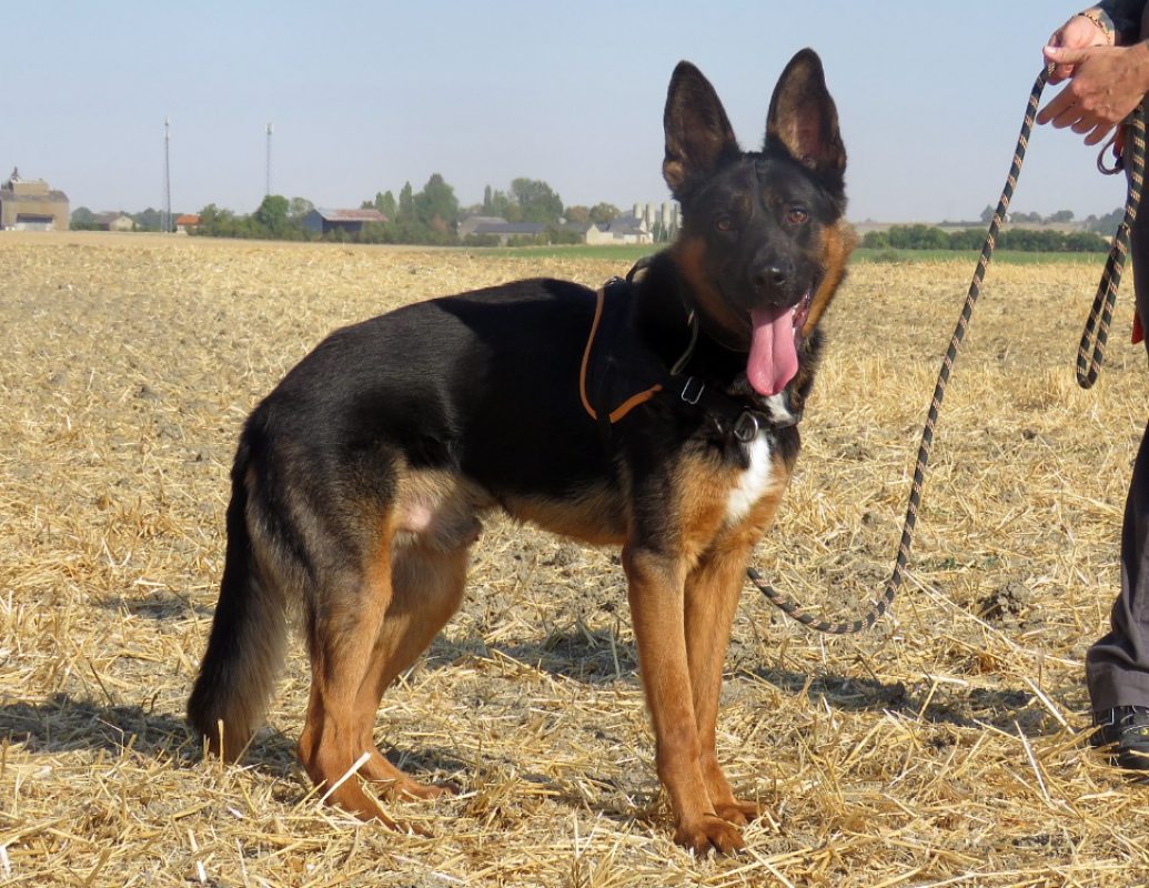 Billy - Chien Berger Allemand à adopter - photo 2