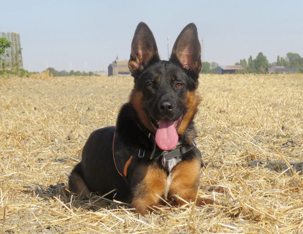 Billy - Chien Berger Allemand à adopter - photo 3