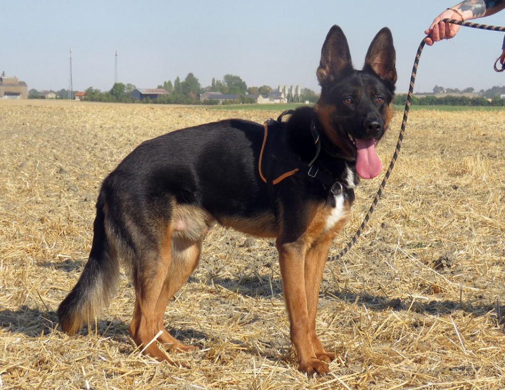 Billy - Chien Berger Allemand à adopter - photo 4