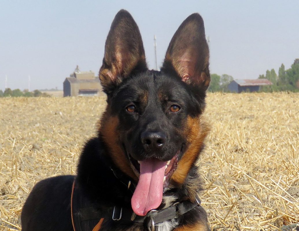 Billy - Chien Berger Allemand à adopter - photo 5