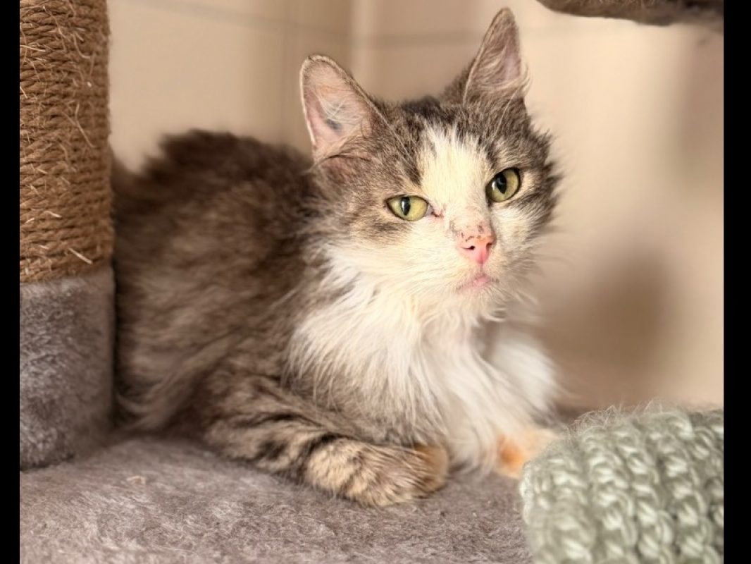 Ombrelle - Chat Européen à adopter