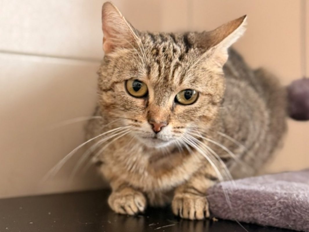 Poppy - Chat Européen à adopter
