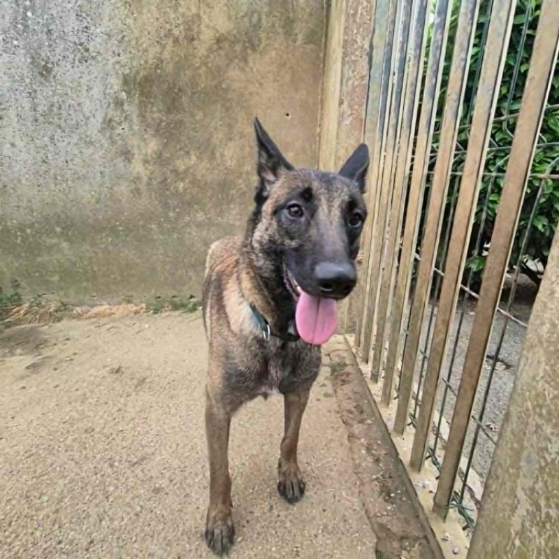Utah - Chien Berger Belge Malinois à adopter