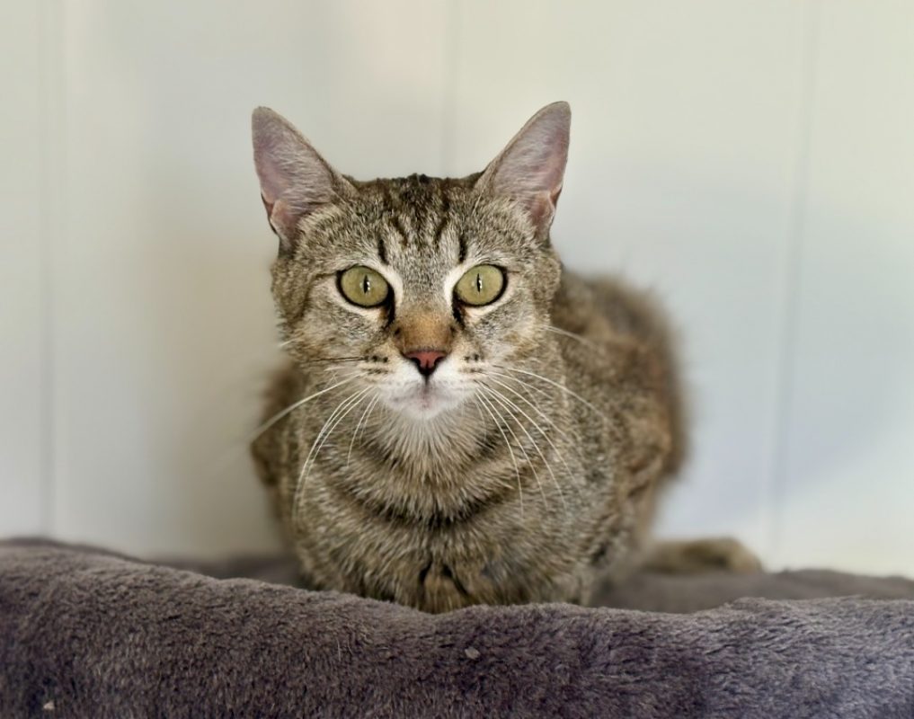 Abby - Chat Européen à adopter