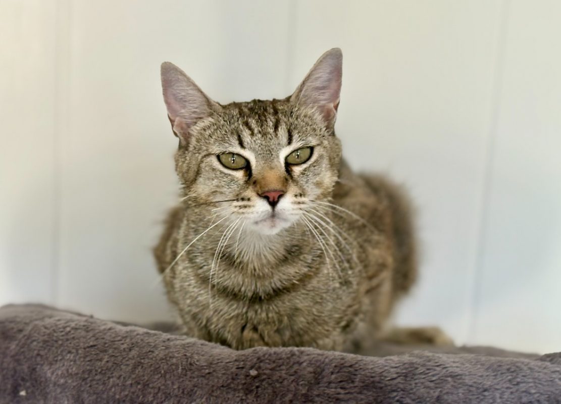 Abby - Chat Européen à adopter - photo 2